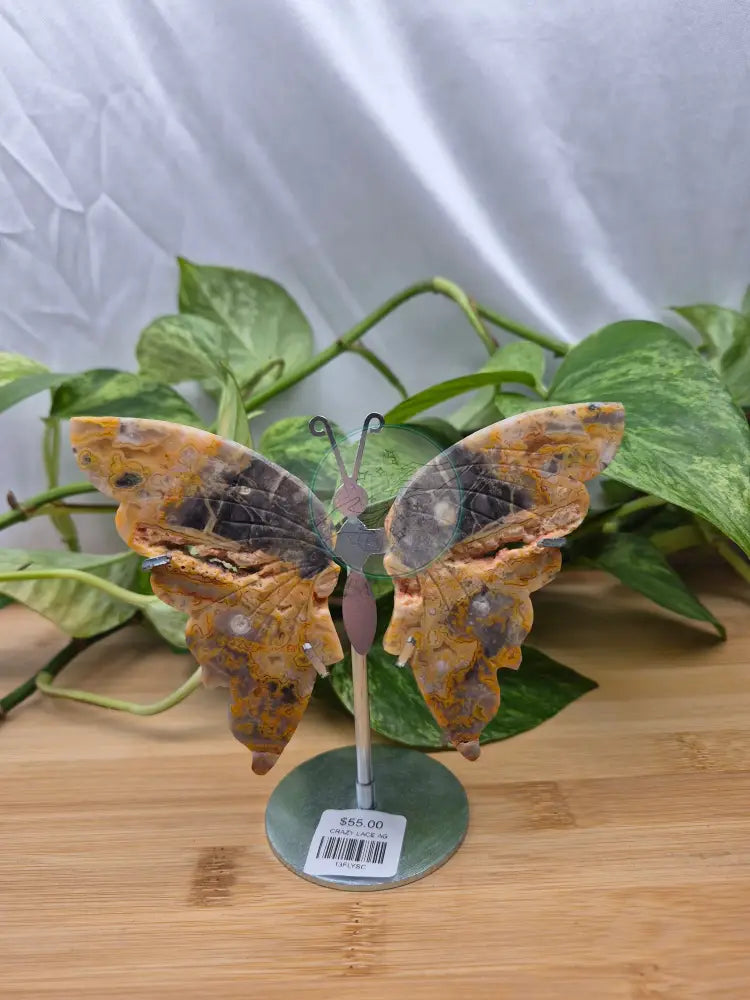CRAZY LACE AGATE BUTTERFLY WINGS
