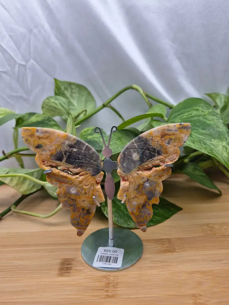 CRAZY LACE AGATE BUTTERFLY WINGS