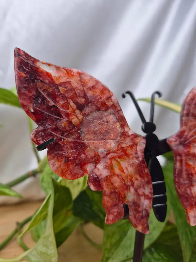 FIRE QUARTZ BUTTERFLY WINGS