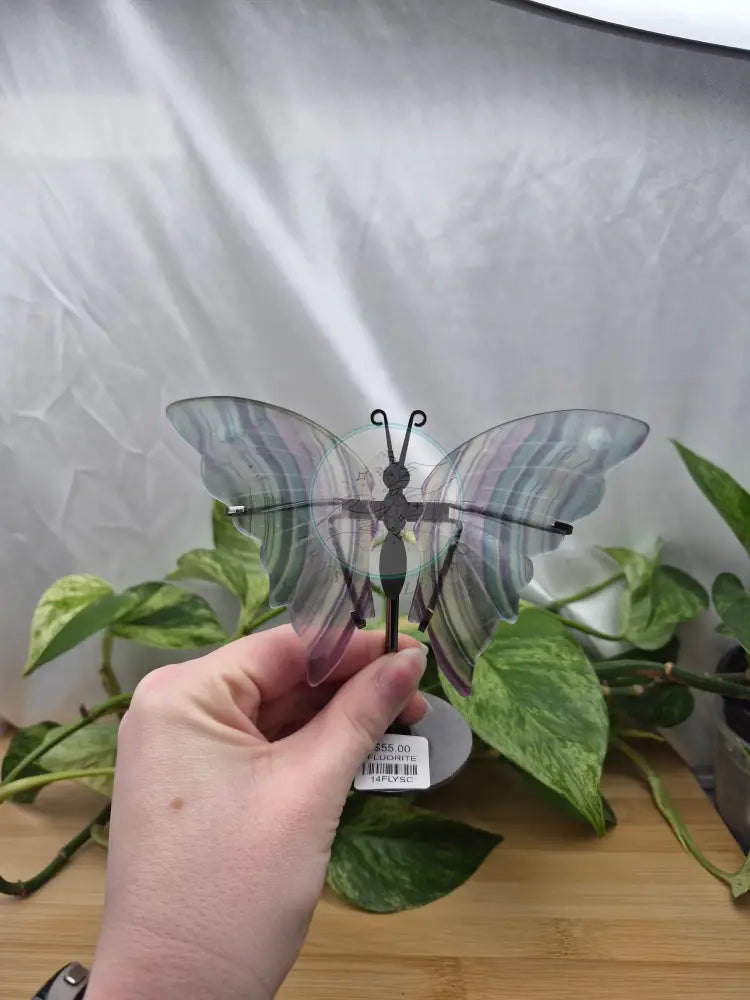 FLUORITE BUTTERFLY WINGS