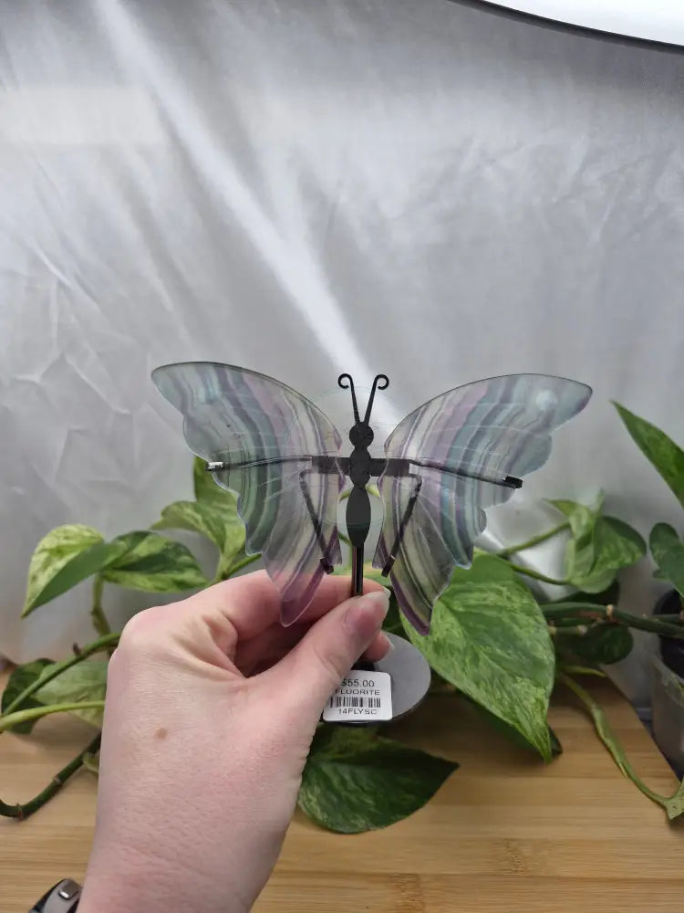 FLUORITE BUTTERFLY WINGS