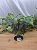 FLUORITE BUTTERFLY WINGS