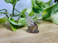 FLUORITE DOLPHIN