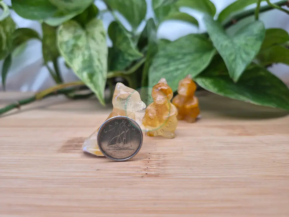 GOLDEN HEALER CHARMELEON