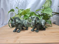 JADE TRICERATOPS