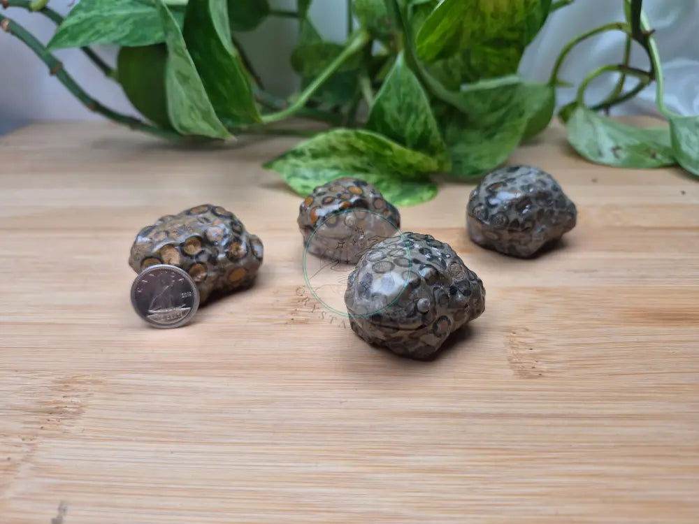LEOPARDITE JASPER TOAD