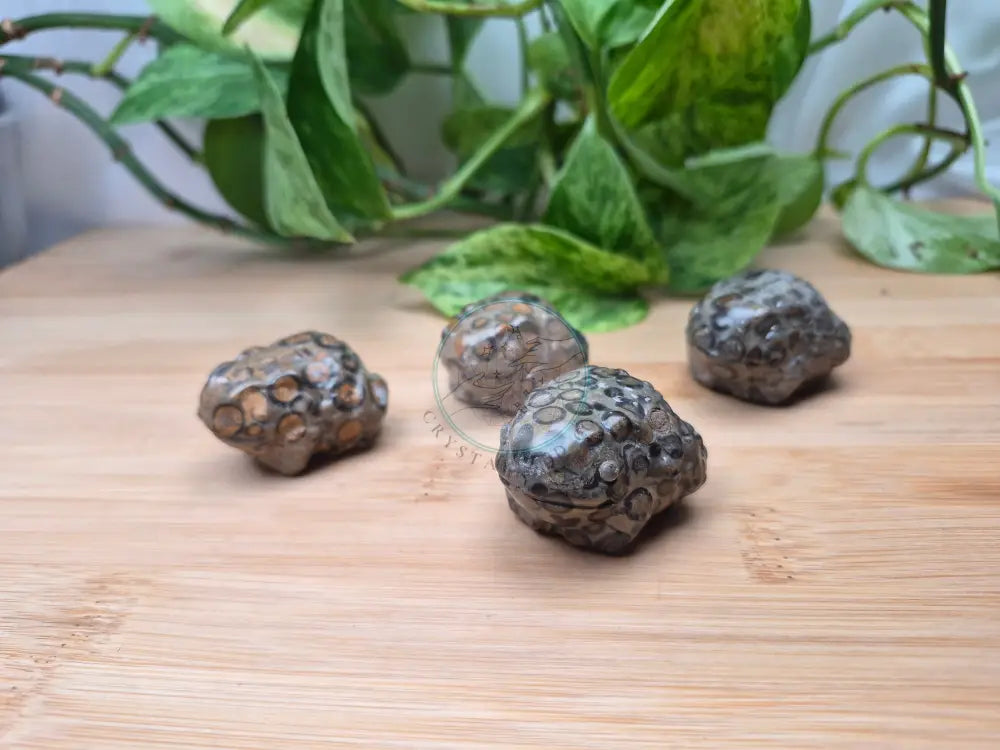 LEOPARDITE JASPER TOAD