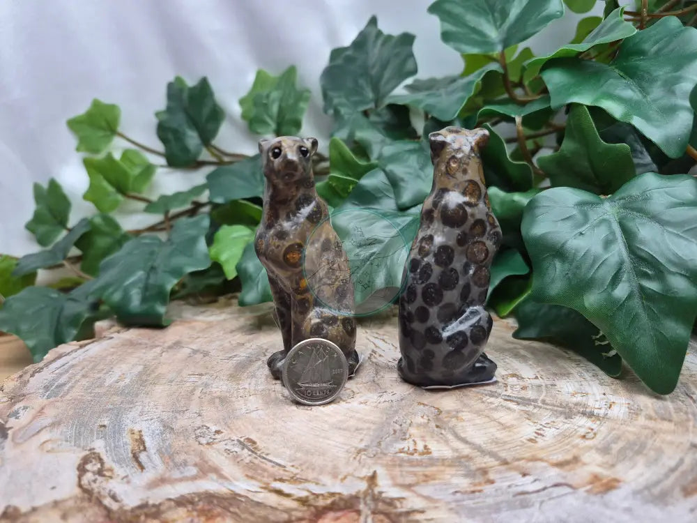LEOPARDITE LEOPARD