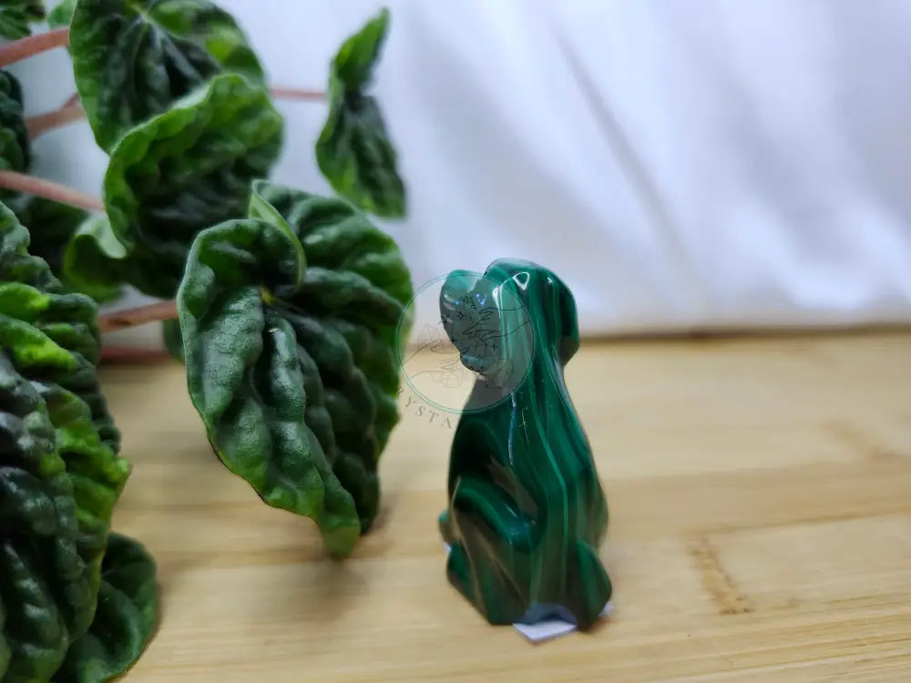 MALACHITE DOG