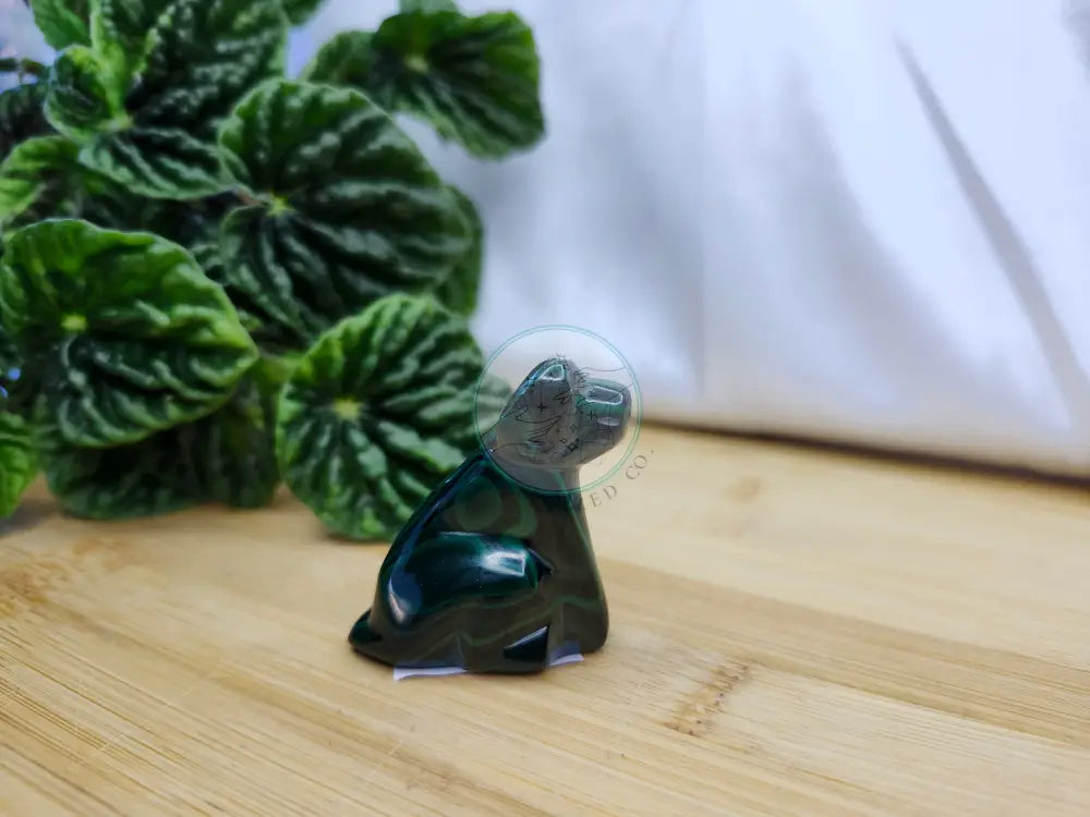 MALACHITE DOG