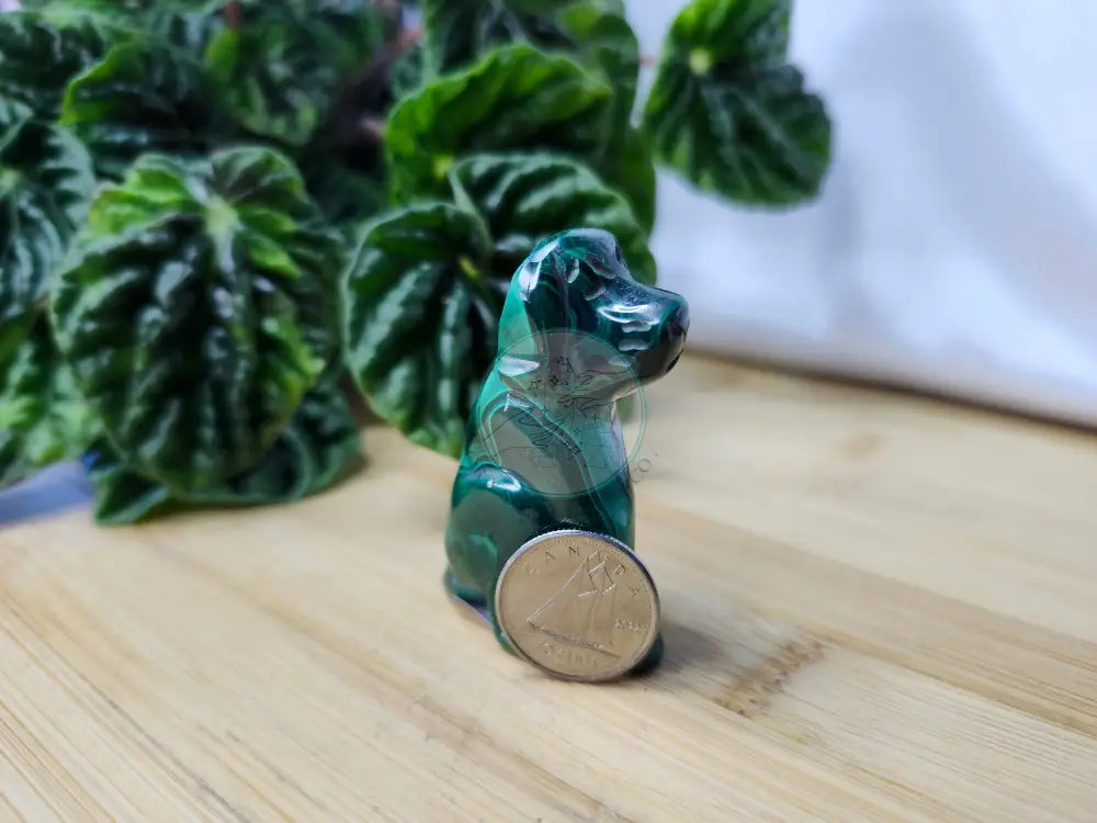 MALACHITE DOG