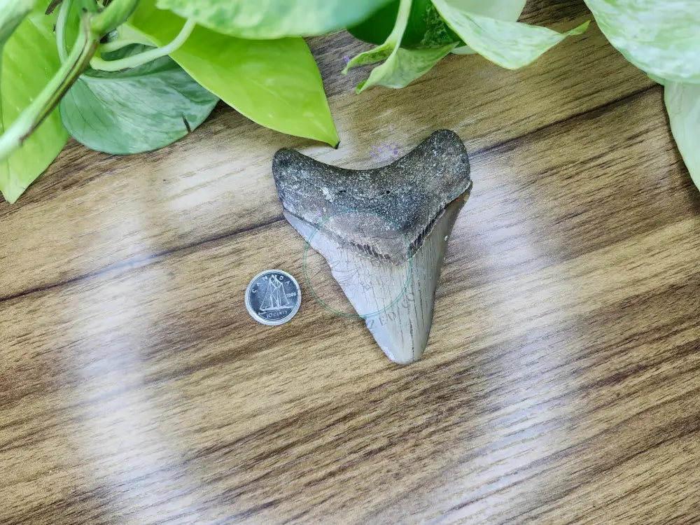 MEGALADON TOOTH