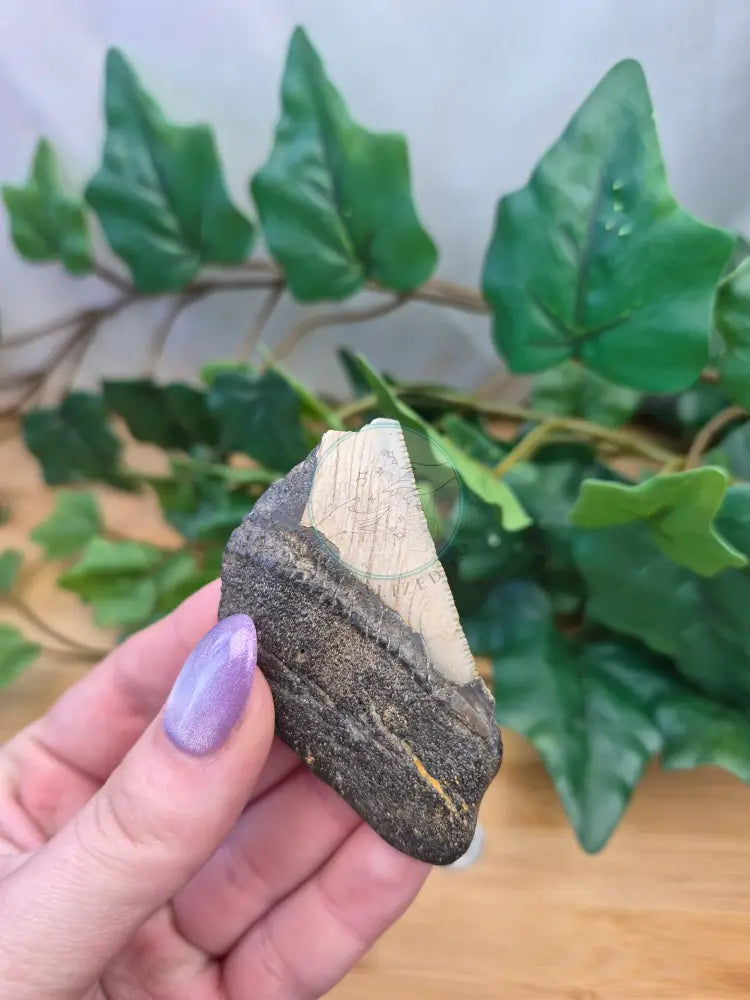 MEGALADON TOOTH
