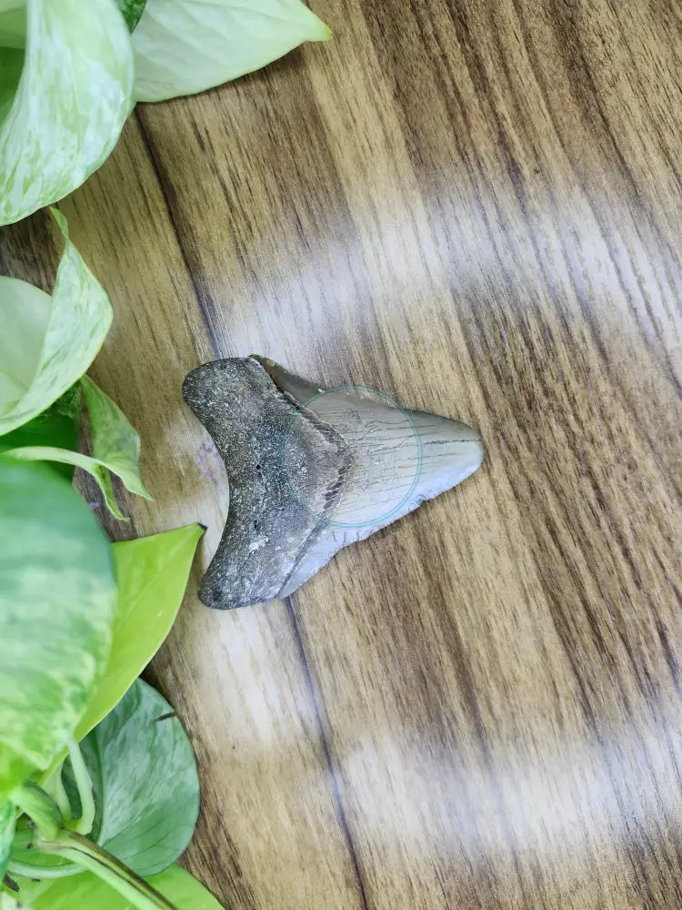 MEGALADON TOOTH