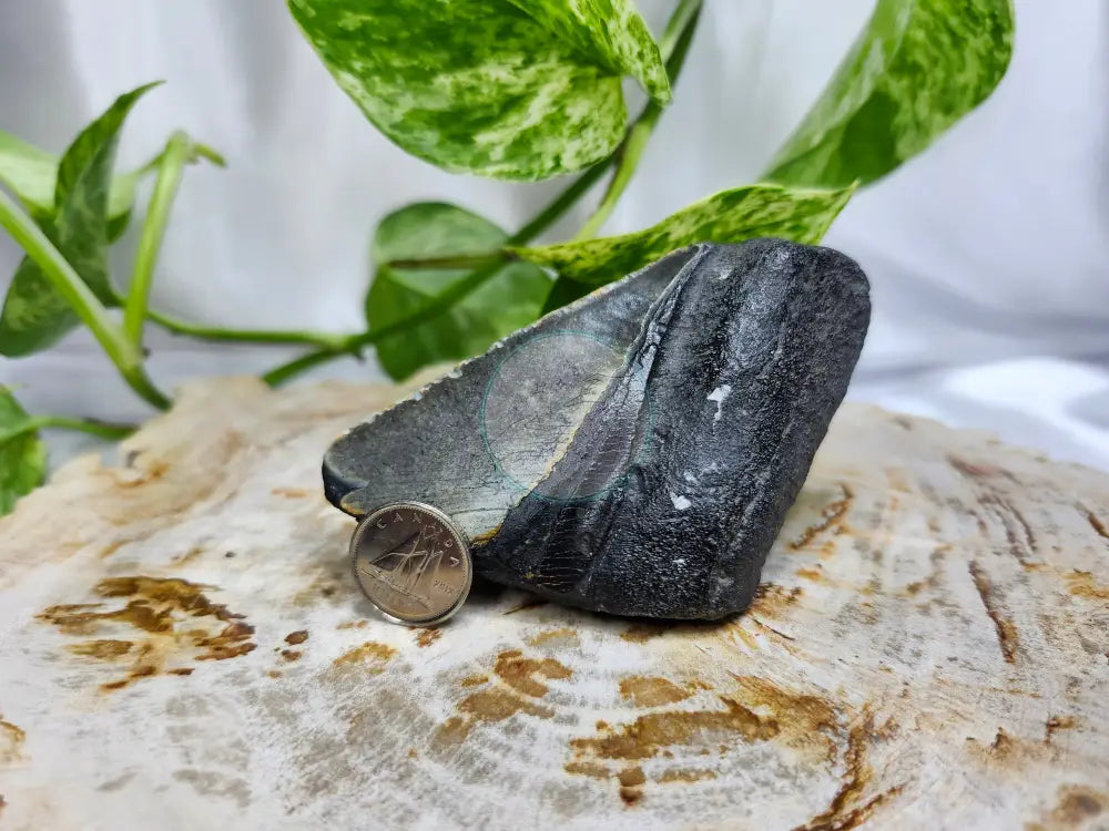 MEGALADON TOOTH #6