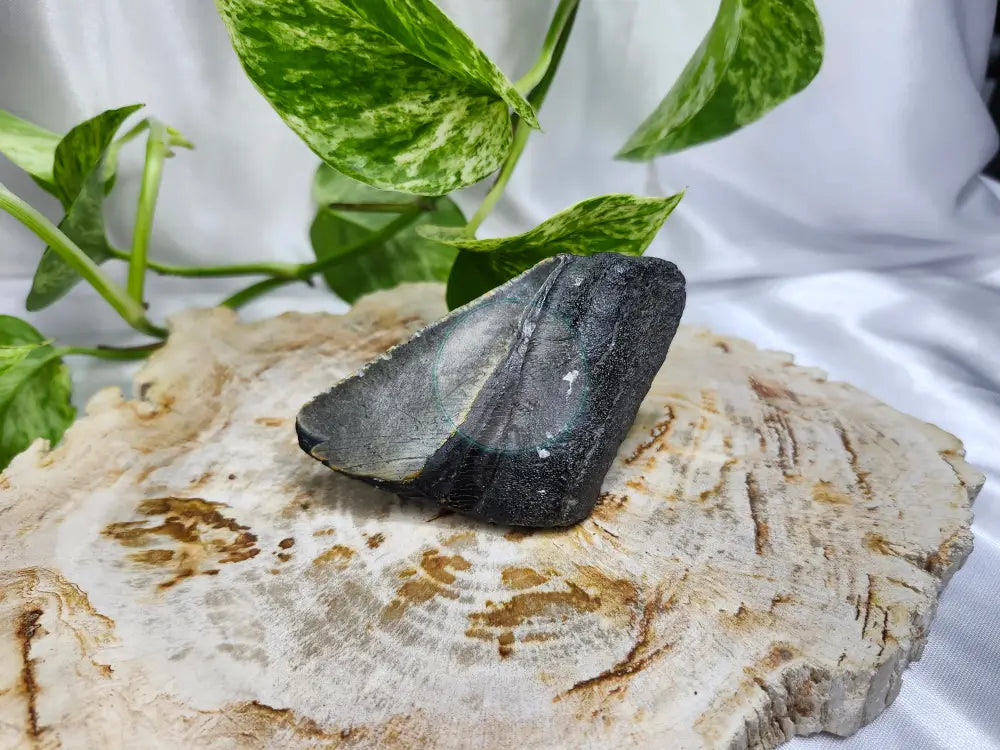 MEGALADON TOOTH #6