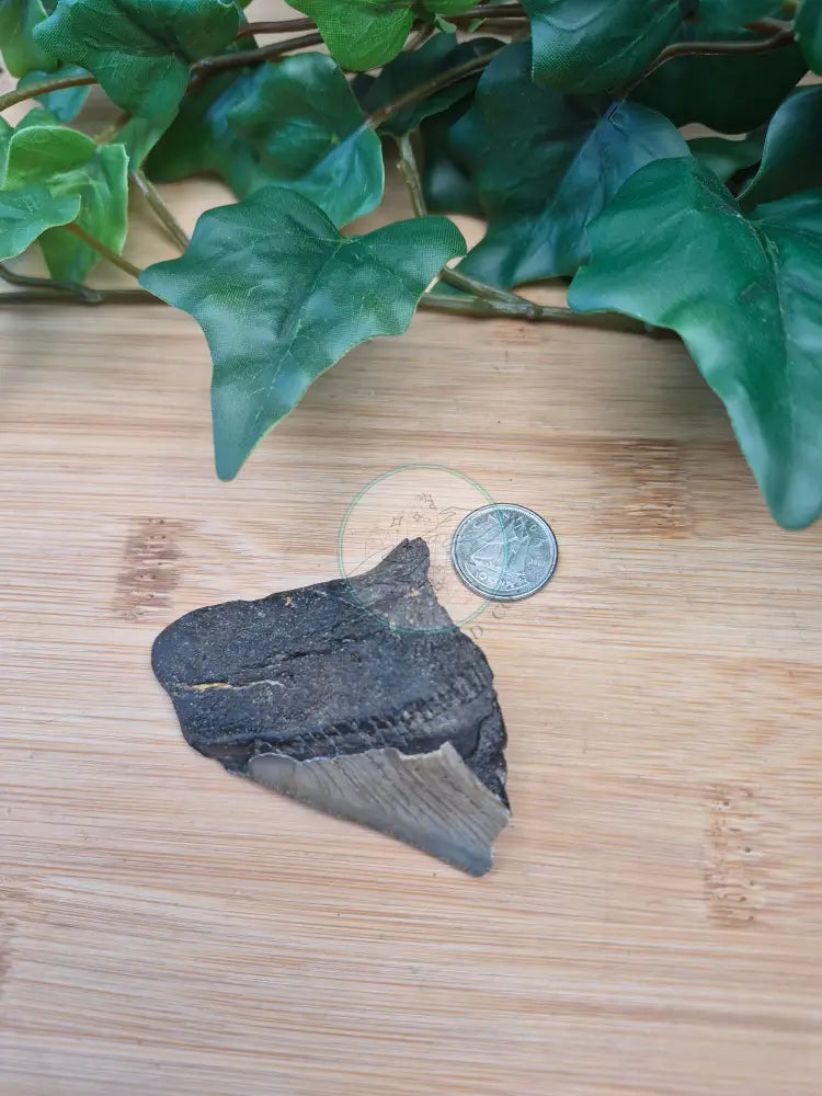 MEGALADON TOOTH