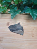 MEGALADON TOOTH