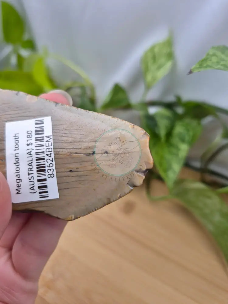 MEGALODON TOOTH