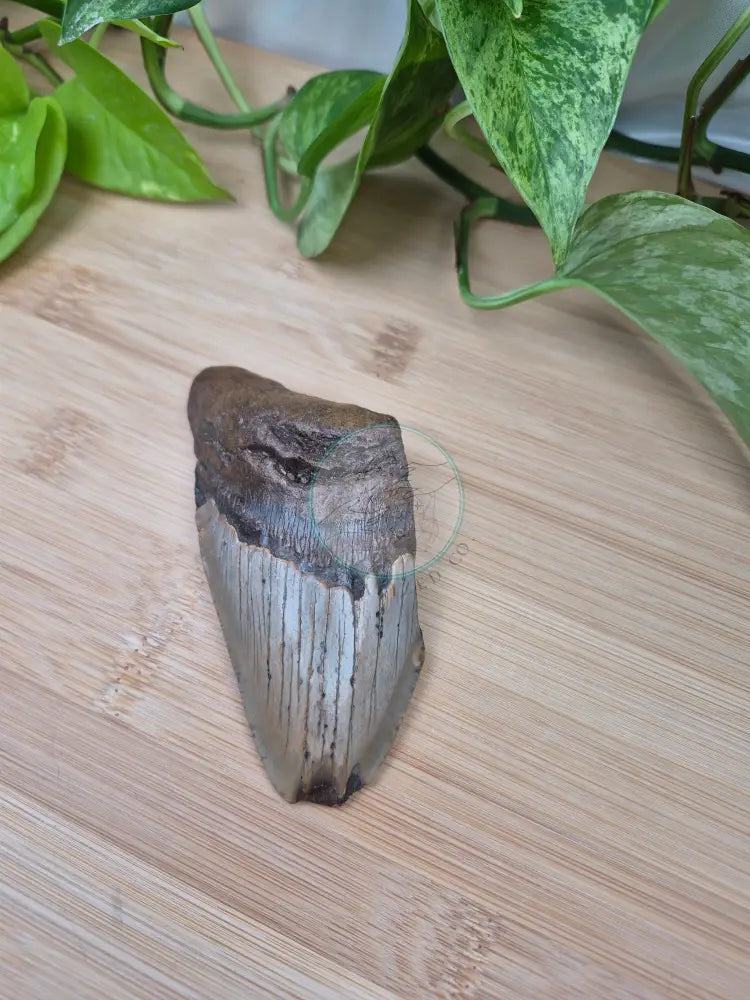 MEGALODON TOOTH