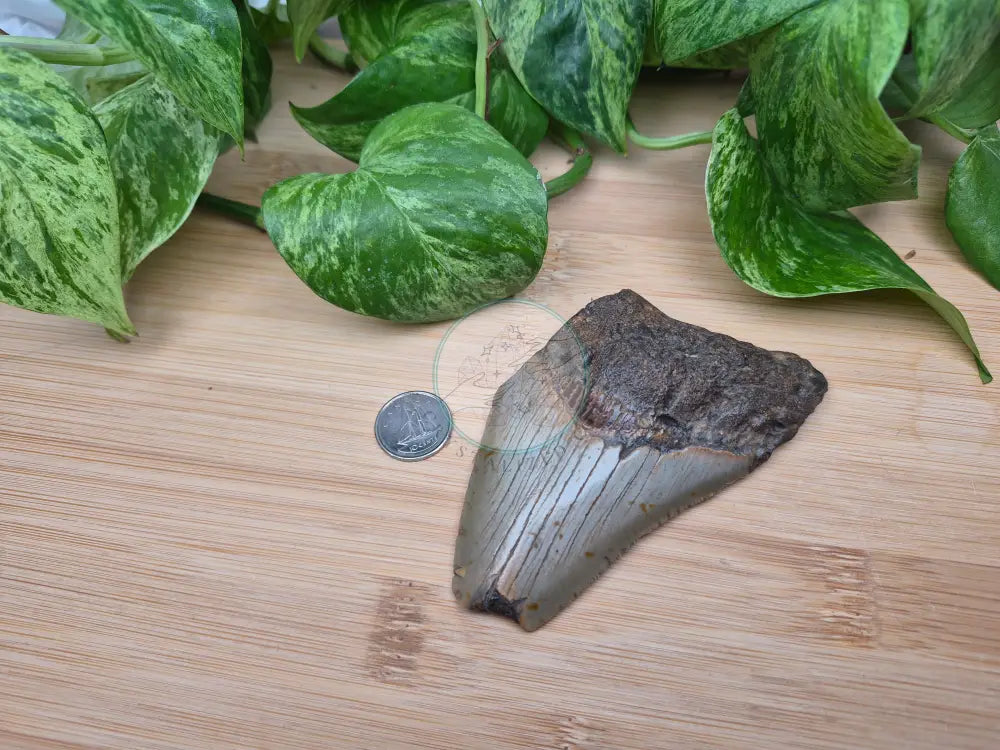 MEGALODON TOOTH