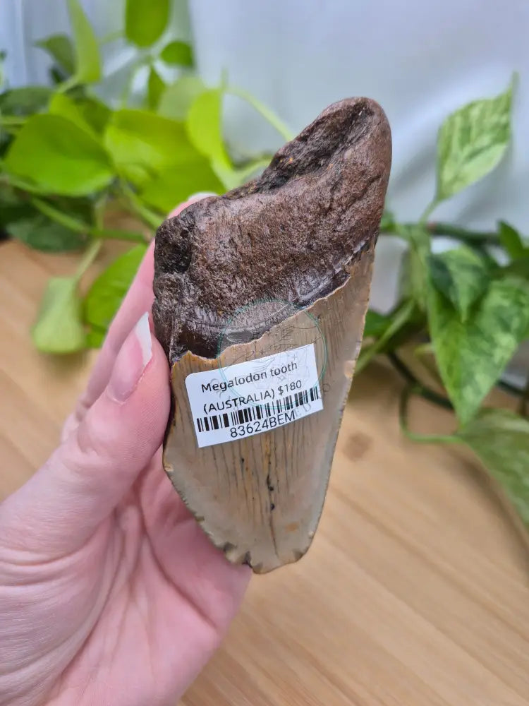 MEGALODON TOOTH