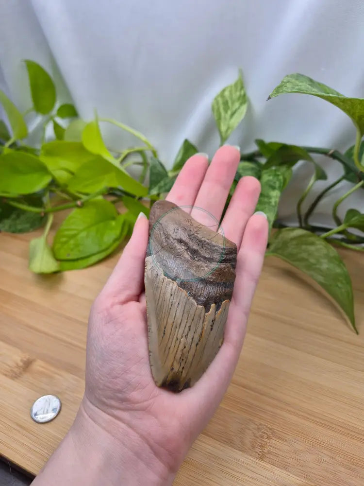 MEGALODON TOOTH