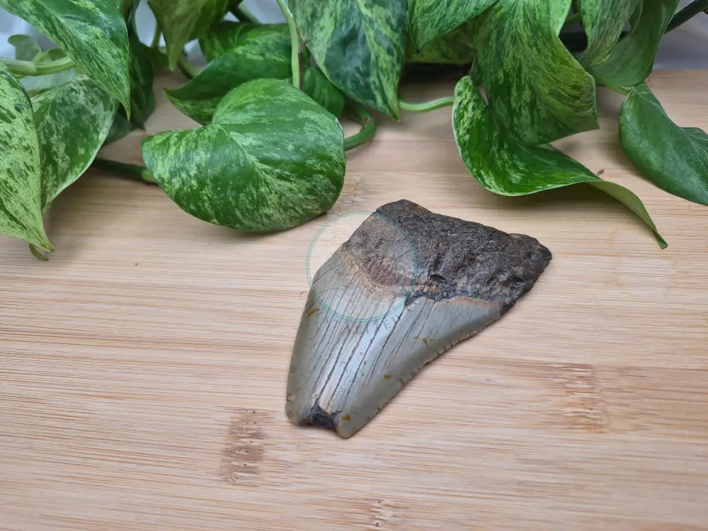 MEGALODON TOOTH