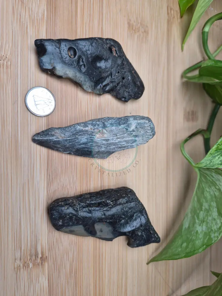 MEGALODON TOOTH FRAGMENTS LARGE