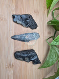 MEGALODON TOOTH FRAGMENTS LARGE