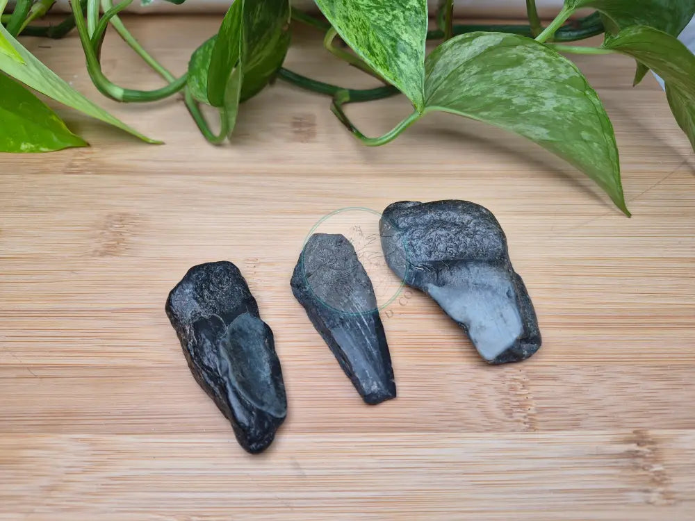 MEGALODON TOOTH FRAGMENTS MEDIUM