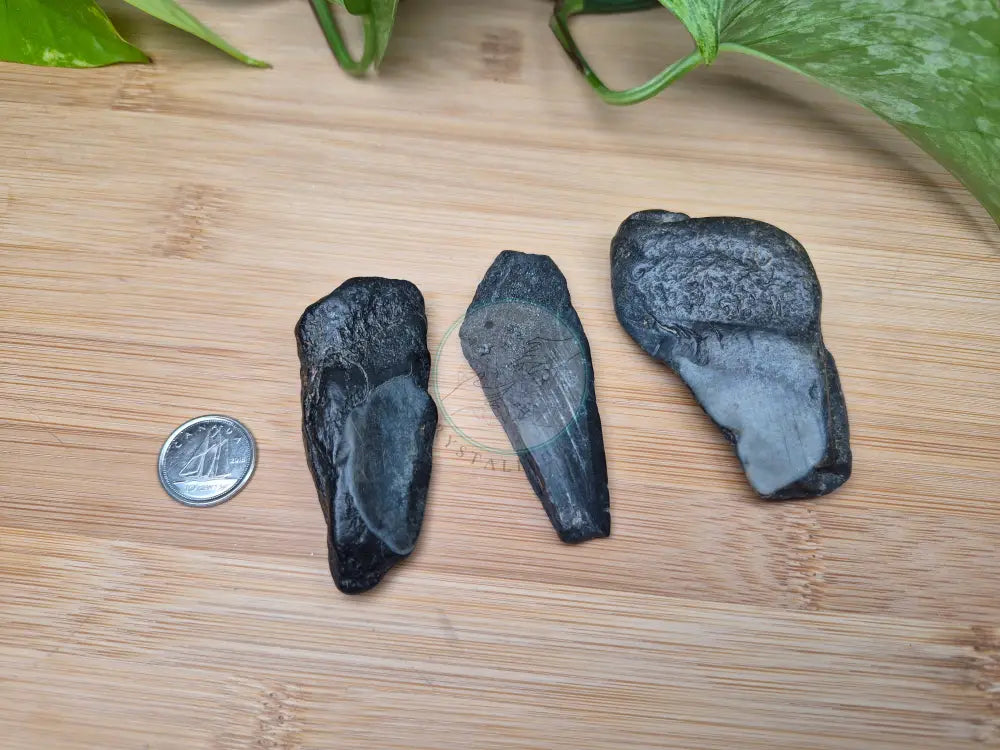 MEGALODON TOOTH FRAGMENTS MEDIUM