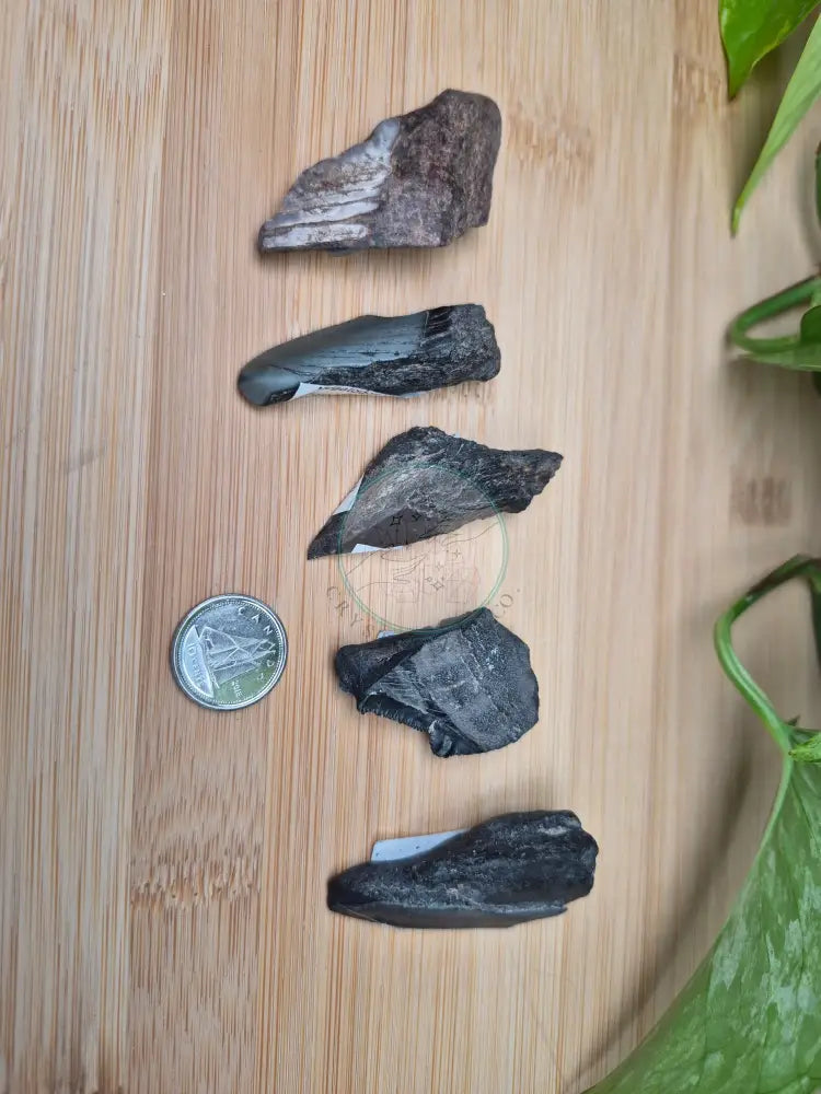 MEGALODON TOOTH FRAGMENTS (SMALL)