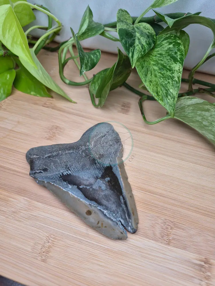 MEGALODON TOOTH XL