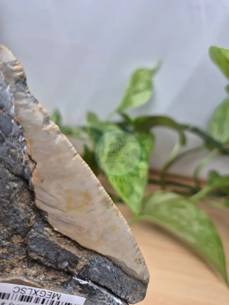 MEGALODON TOOTH XL