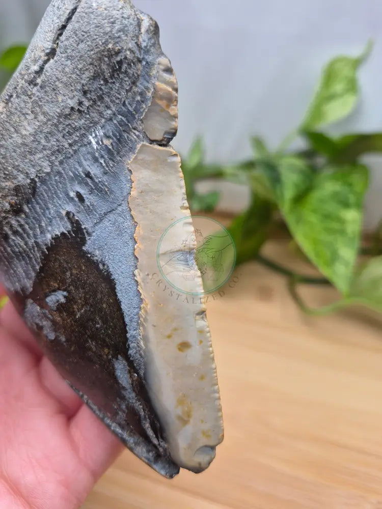 MEGALODON TOOTH XL