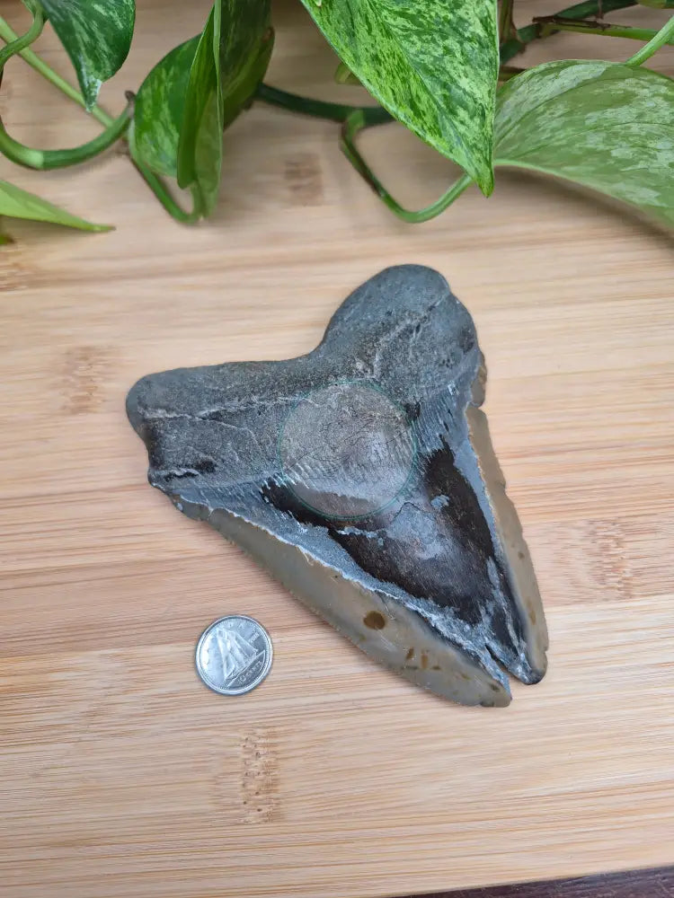 MEGALODON TOOTH XL
