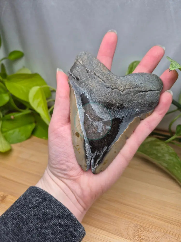 MEGALODON TOOTH XL