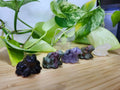 MIXED CRYSTAL FROG