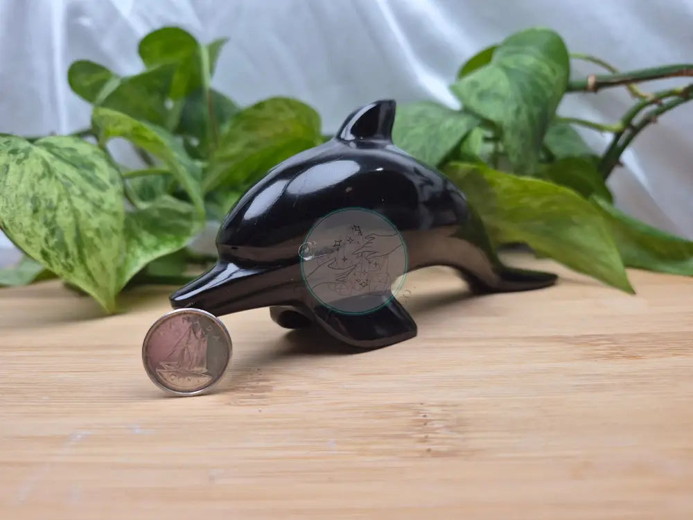 OBSIDIAN DOLPHIN