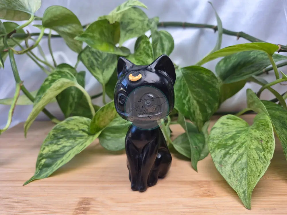 OBSIDIAN LUNA CAT