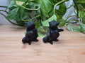 OBSIDIAN RACCOON