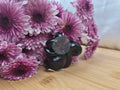 OBSIDIAN SQUIRREL