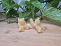 ORANGE CALCITE ABRA MD