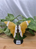ORANGE CALCITE BUTTERFLY WINGS
