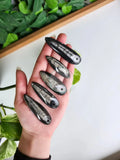 ORTHOCERAS DRILLED FOSSIL
