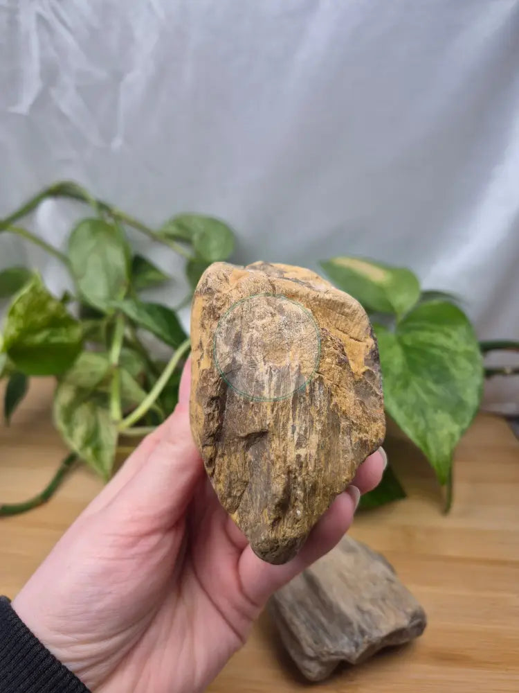 PETRIFIED WOOD ROUGH CHUNK