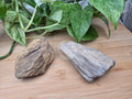 PETRIFIED WOOD ROUGH CHUNK