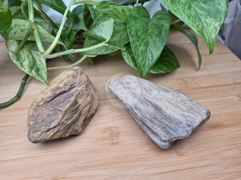 PETRIFIED WOOD ROUGH CHUNK
