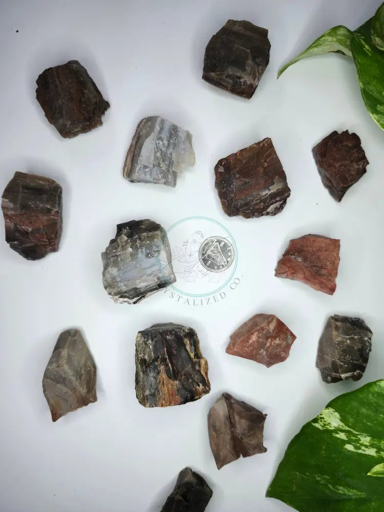 PETRIFIED WOOD ROUGH STONE - ROUGH STONES